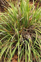Libertia Ixioides NZ Iris with white flowers and strappy green foliage — Leading Landscapes Canterbury