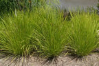 Lomandra Lime Tuff Mat Rush with bright lime-green strappy foliage — Leading Landscapes Canterbury