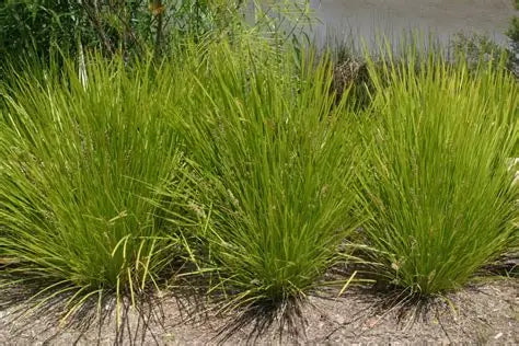 Lomandra Lime Tuff Mat Rush with bright lime-green strappy foliage — Leading Landscapes Canterbury