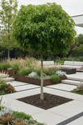 Liquidambar Gumball dwarf weeping form with star-shaped leaves — Leading Landscapes Canterbury