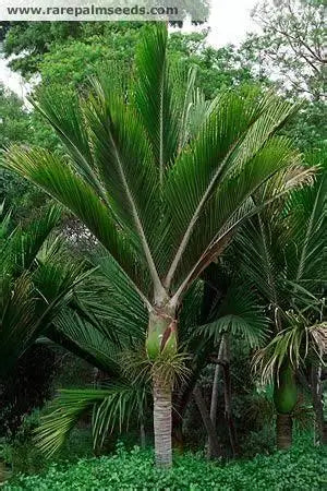 Rhopalostylis Sapida Nikau Palm — NZ native palm with elegant feathered fronds — Leading Landscapes Canterbury