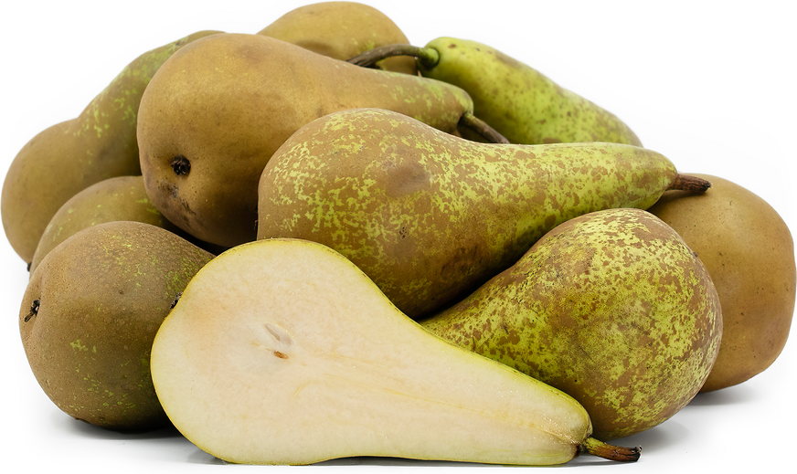 Pear - Pyrus Communis 'Conference' Tree