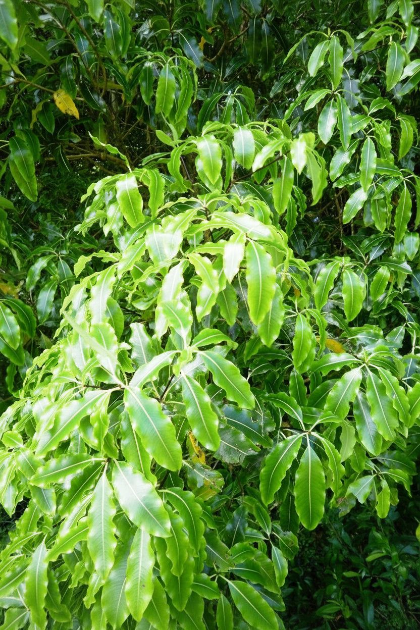 Pittosporum Eugenioides Tarata foliage close-up — NZ native screening tree — Leading Landscapes Canterbury