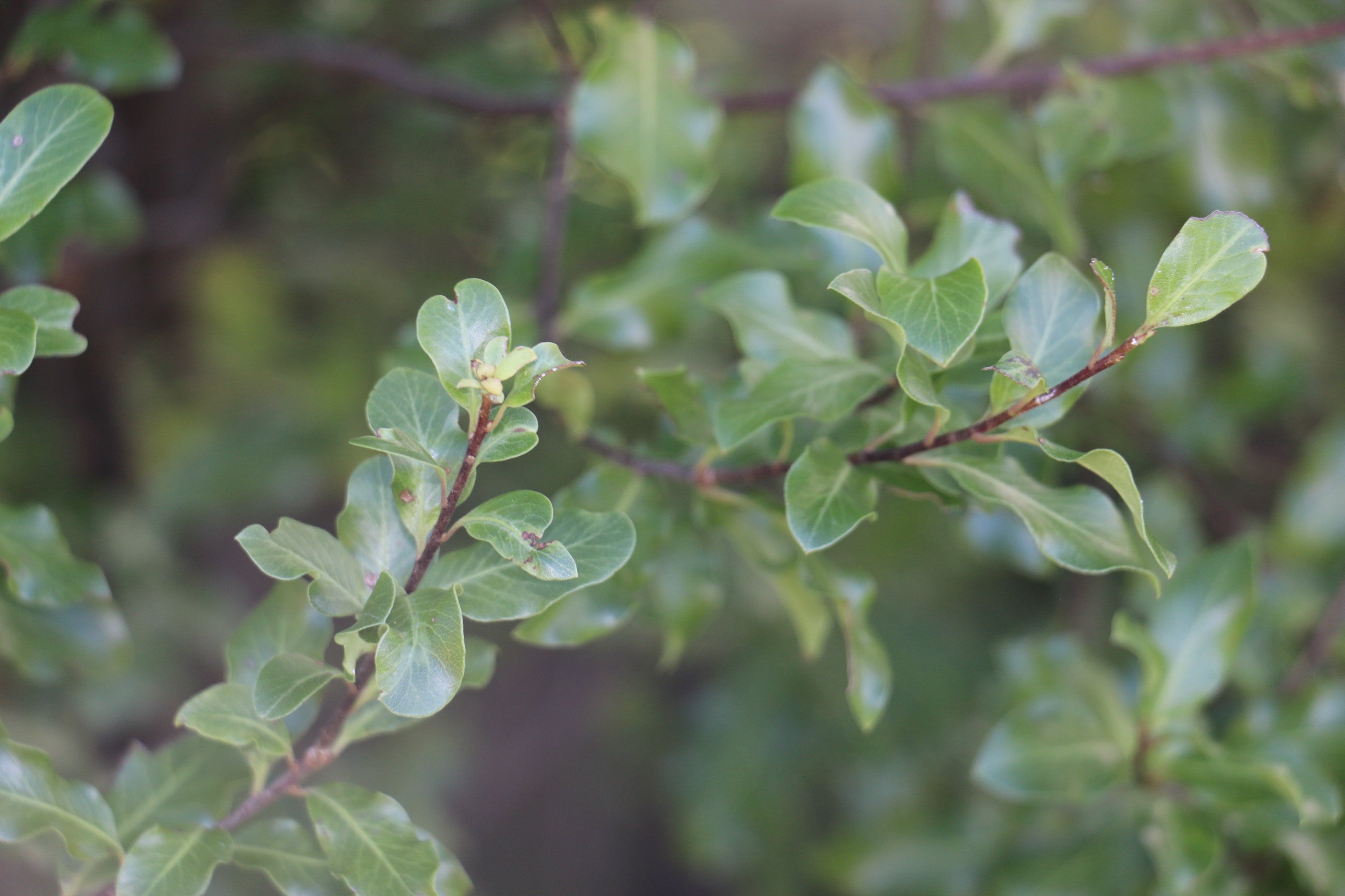 Pittosporum Wrinkle Blue close-up of textured leaves — Leading Landscapes Canterbury
