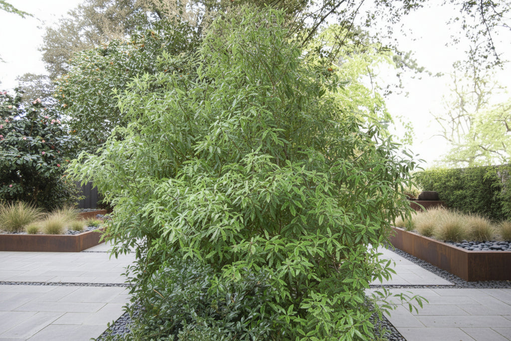 Pittosporum Eugenioides Lemonwood Tarata NZ native tree with wavy-edged leaves — Leading Landscapes Canterbury