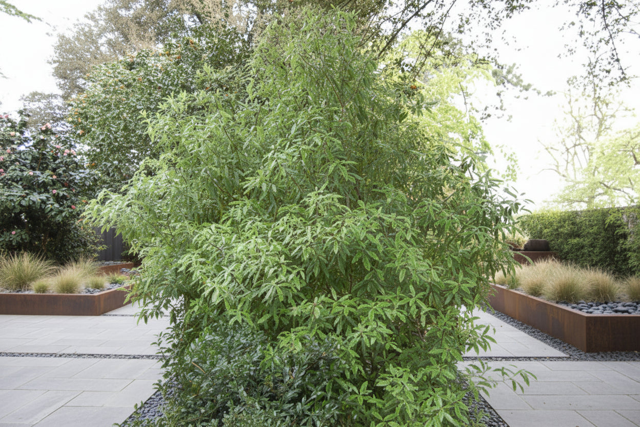 Pittosporum Eugenioides Lemonwood Tarata NZ native tree with wavy-edged leaves — Leading Landscapes Canterbury