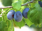 Plum - 'Prunus Domestica 'Damson' Tree