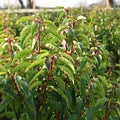 Prunus Lusitanica Portuguese Laurel with glossy dark green leaves — Leading Landscapes Canterbury