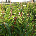 Prunus Lusitanica Portuguese Laurel with glossy dark green leaves — Leading Landscapes Canterbury