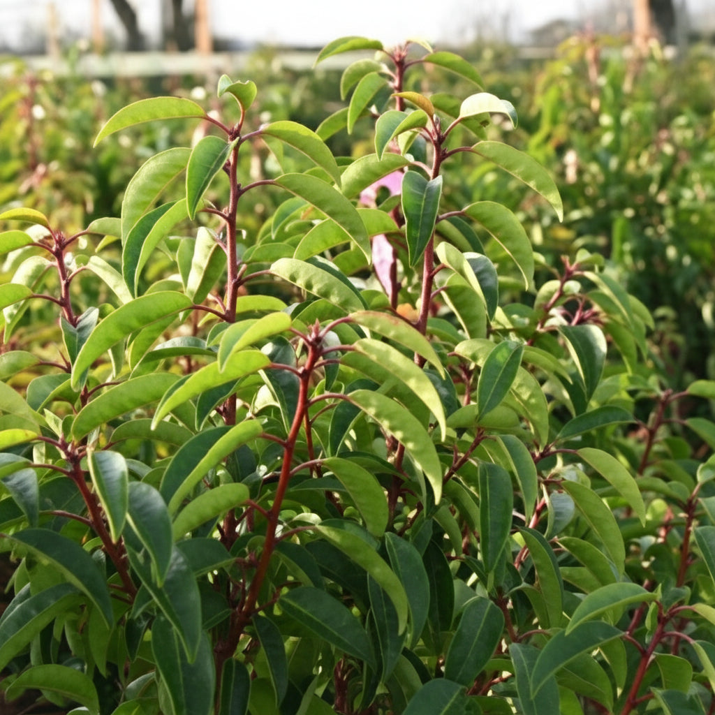 Prunus Lusitanica Portuguese Laurel with glossy dark green leaves — Leading Landscapes Canterbury