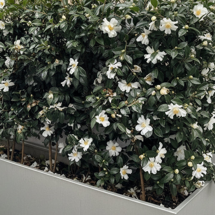 Camellia Setsugekka flowering shrub in garden — Leading Landscapes Canterbury