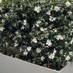 Camellia Setsugekka flowering shrub in garden — Leading Landscapes Canterbury