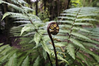 Dicksonia Squarrosa Wheki-Punga fronds close-up — NZ native tree fern — Leading Landscapes Canterbury