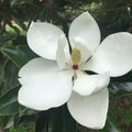 Magnolia Grandiflora Teddy Bear evergreen magnolia with large white flowers — Leading Landscapes Canterbury