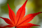 Acer Red Emperor close-up of bright red maple leaves — Leading Landscapes Canterbury