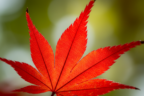 Acer Red Emperor close-up of bright red maple leaves — Leading Landscapes Canterbury