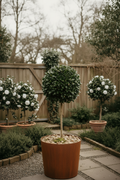 Camellia Setsugekka Sasanqua standard tree form with white semi-double flowers — Leading Landscapes Canterbury